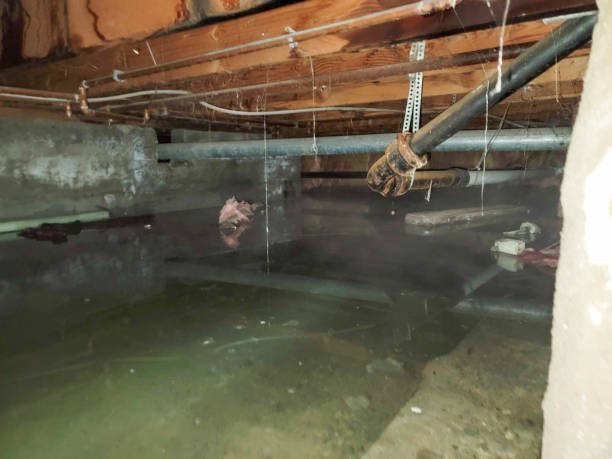 Best Flood restoration services  in Seabrook, MD
